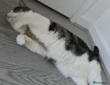 Ziggy — Mixed Breed