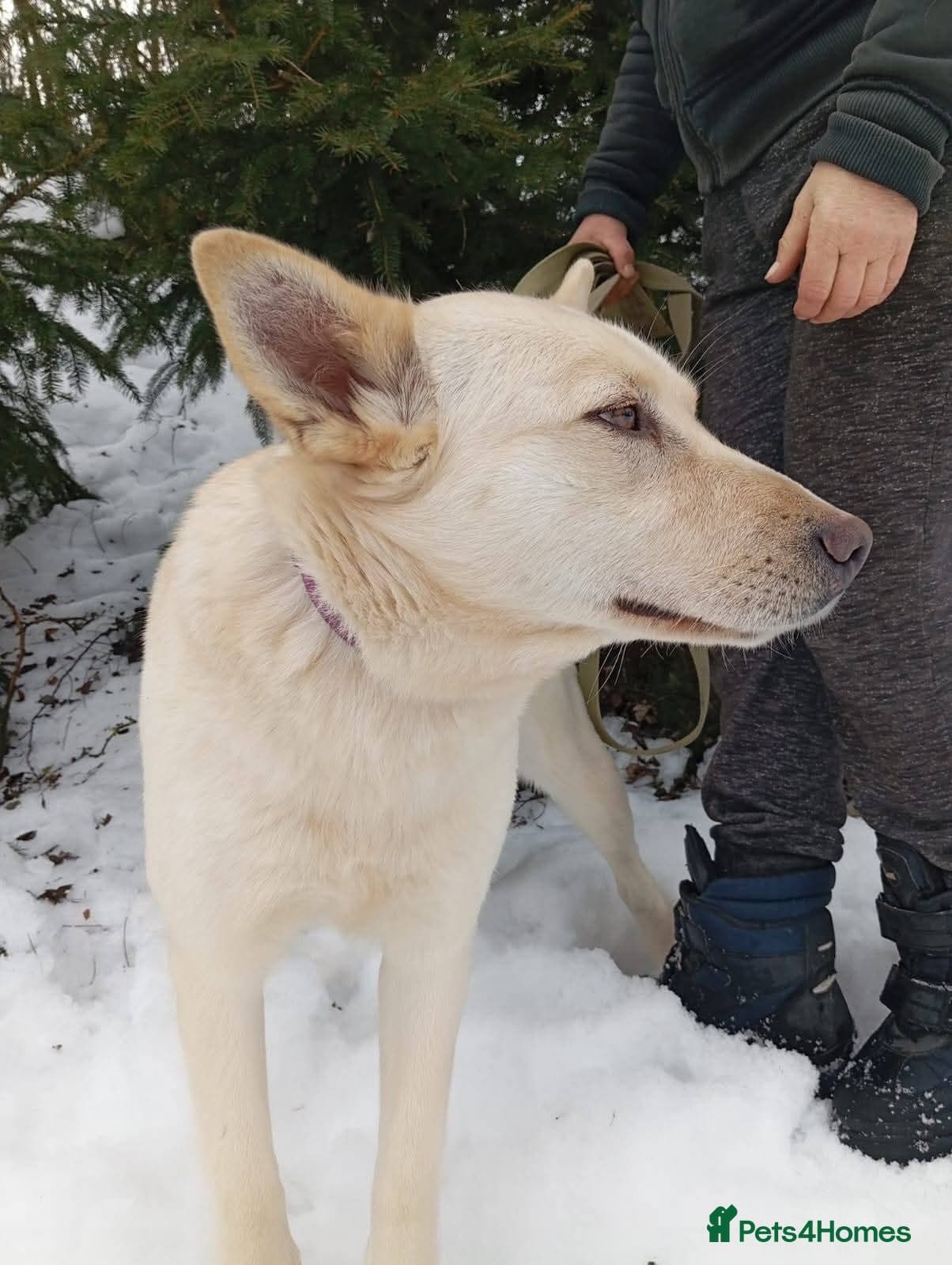 οΈπΆ milady photo 17