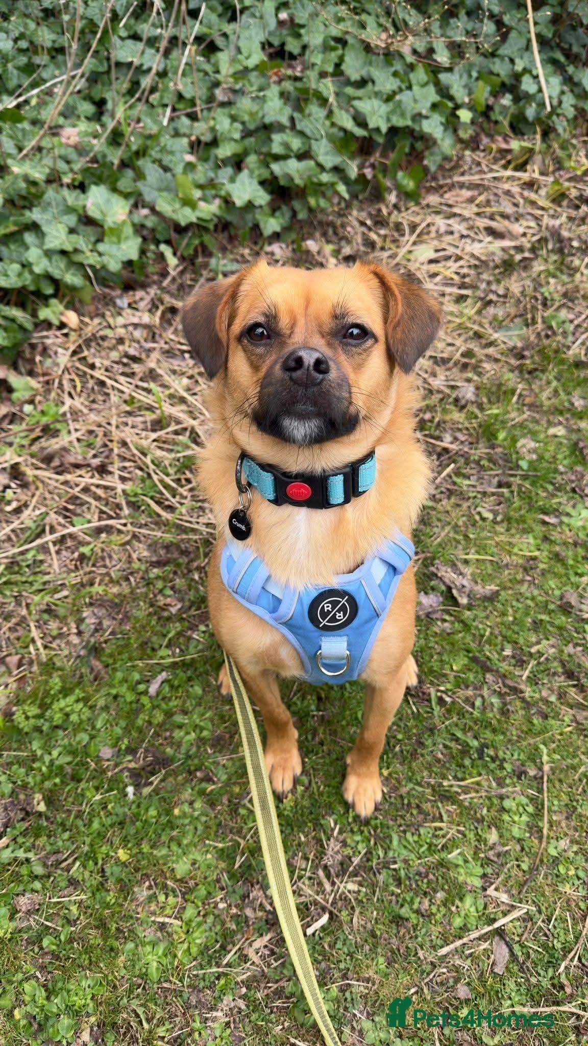 Meet Jaspher, currently residing in Edinburgh β Mixed Breed