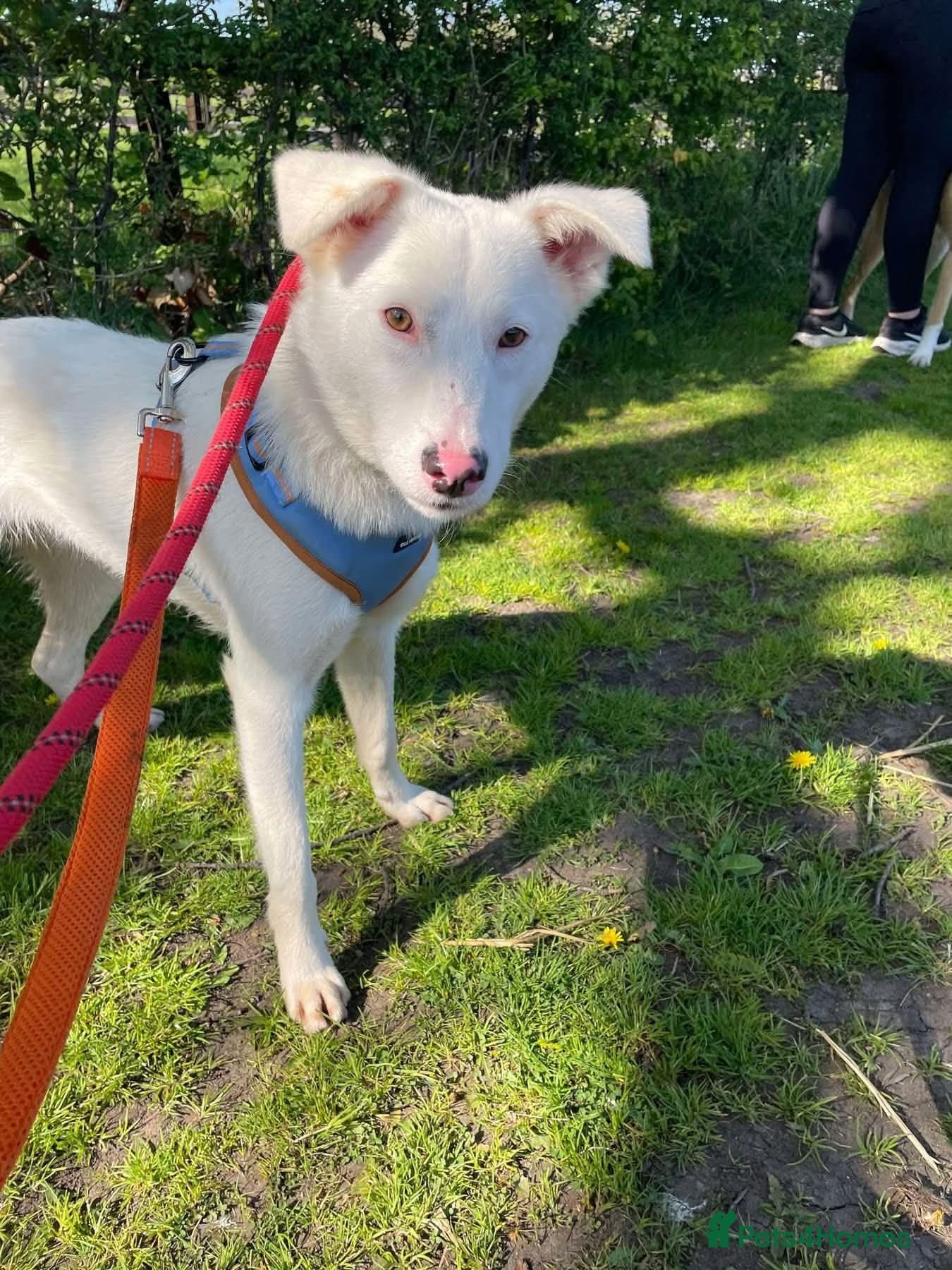 Meet Goose, currently residing in Cheshire photo 6