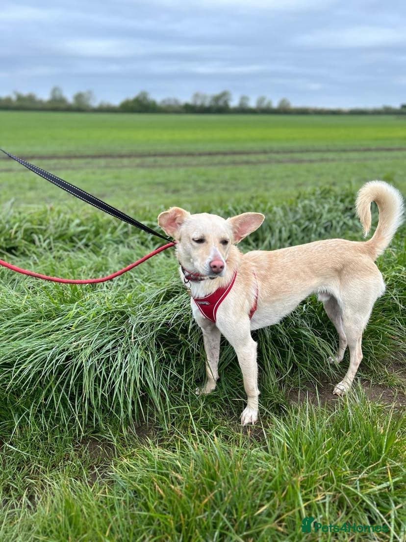 Meet Frankie, currently residing in Peterborough photo 4