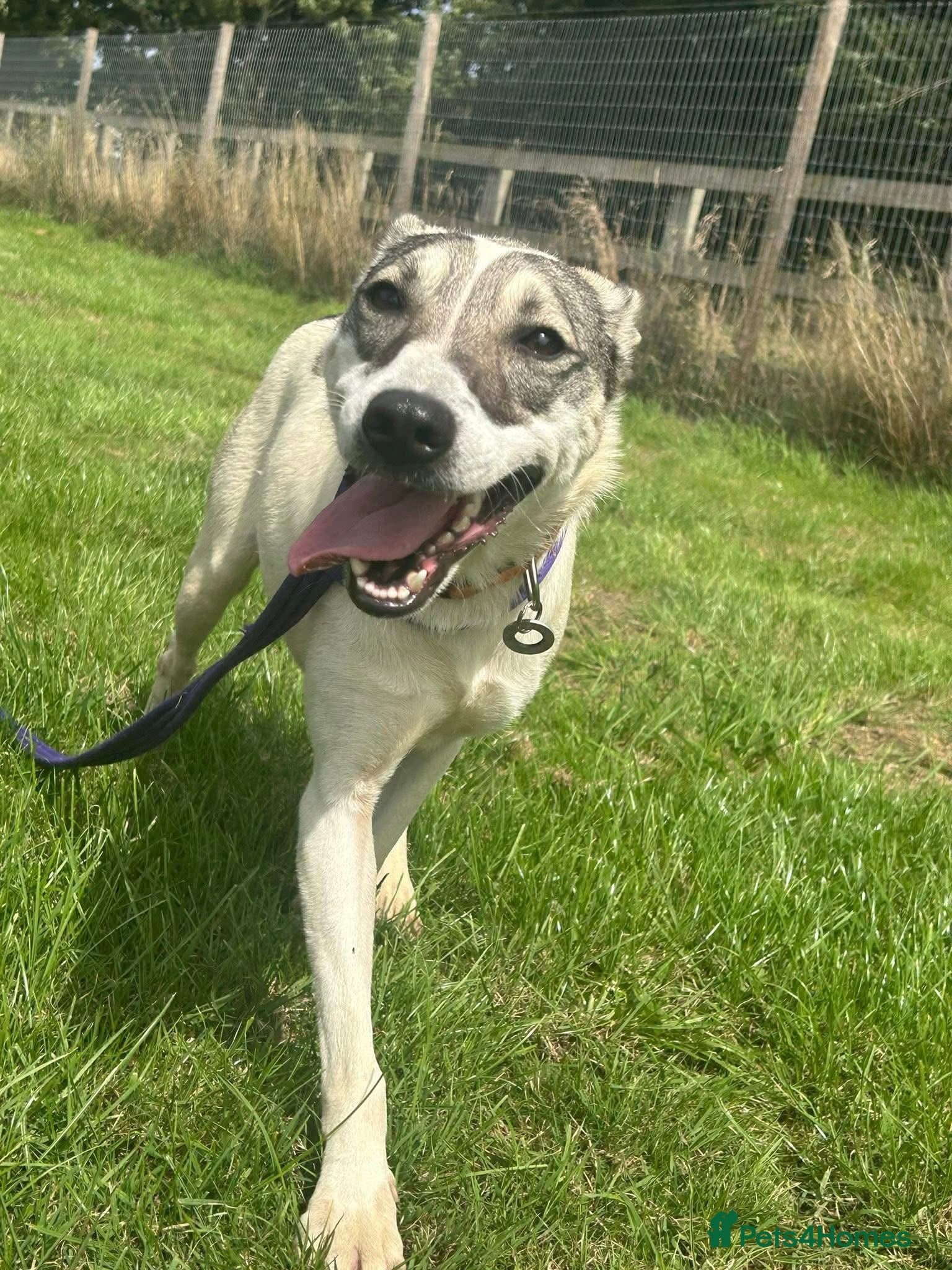 Lotty (2) Norwich Norfolk photo 4