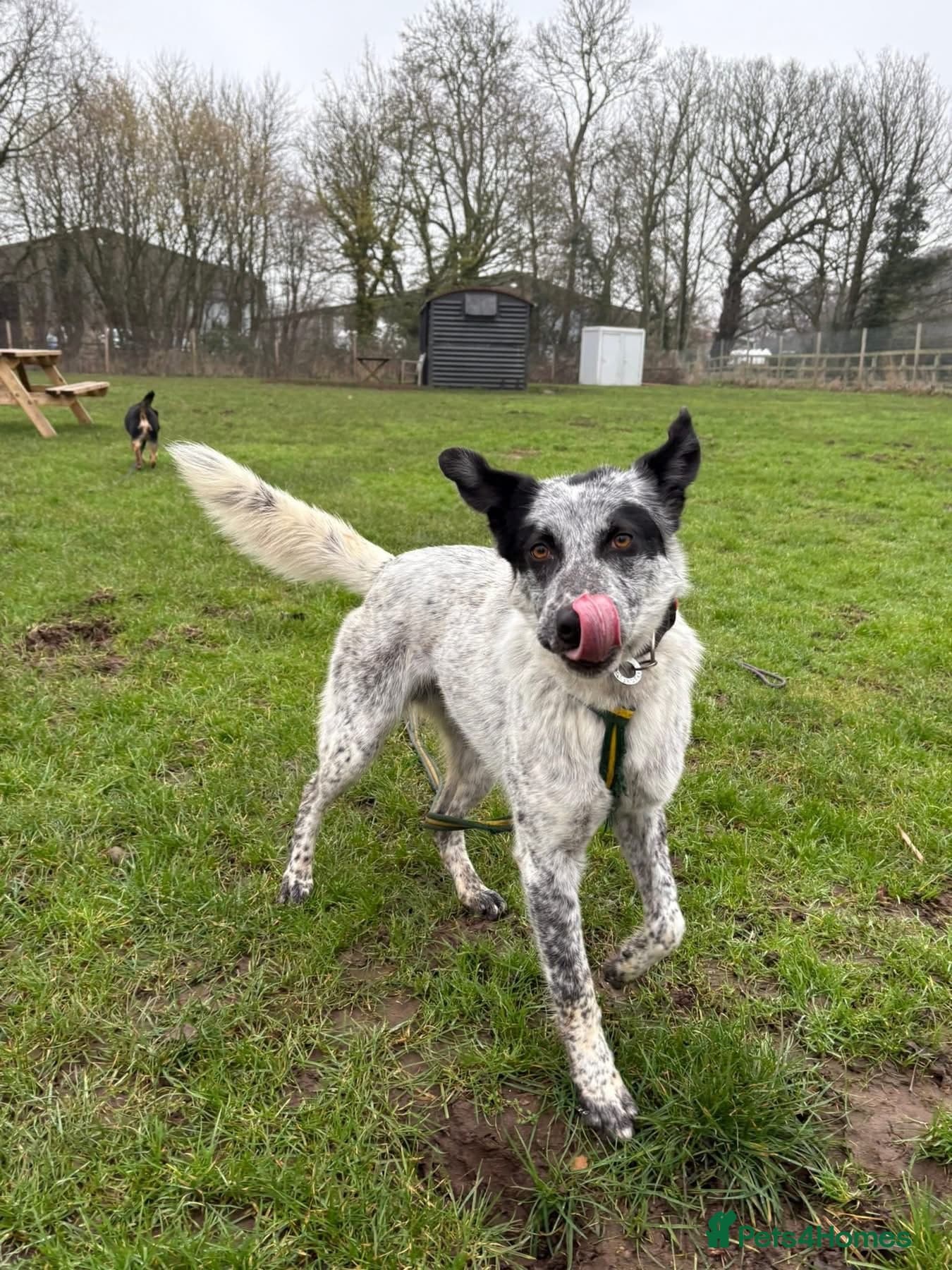 Cessil - Norwich Norfolk photo 22