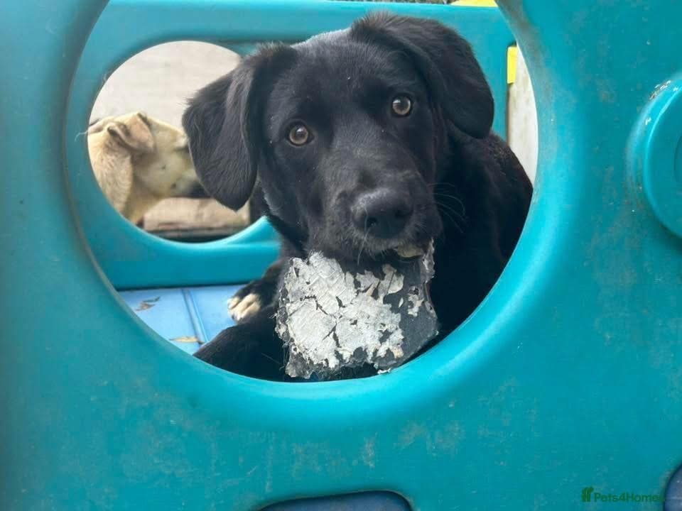 Barney - Norwich norfolk photo 32