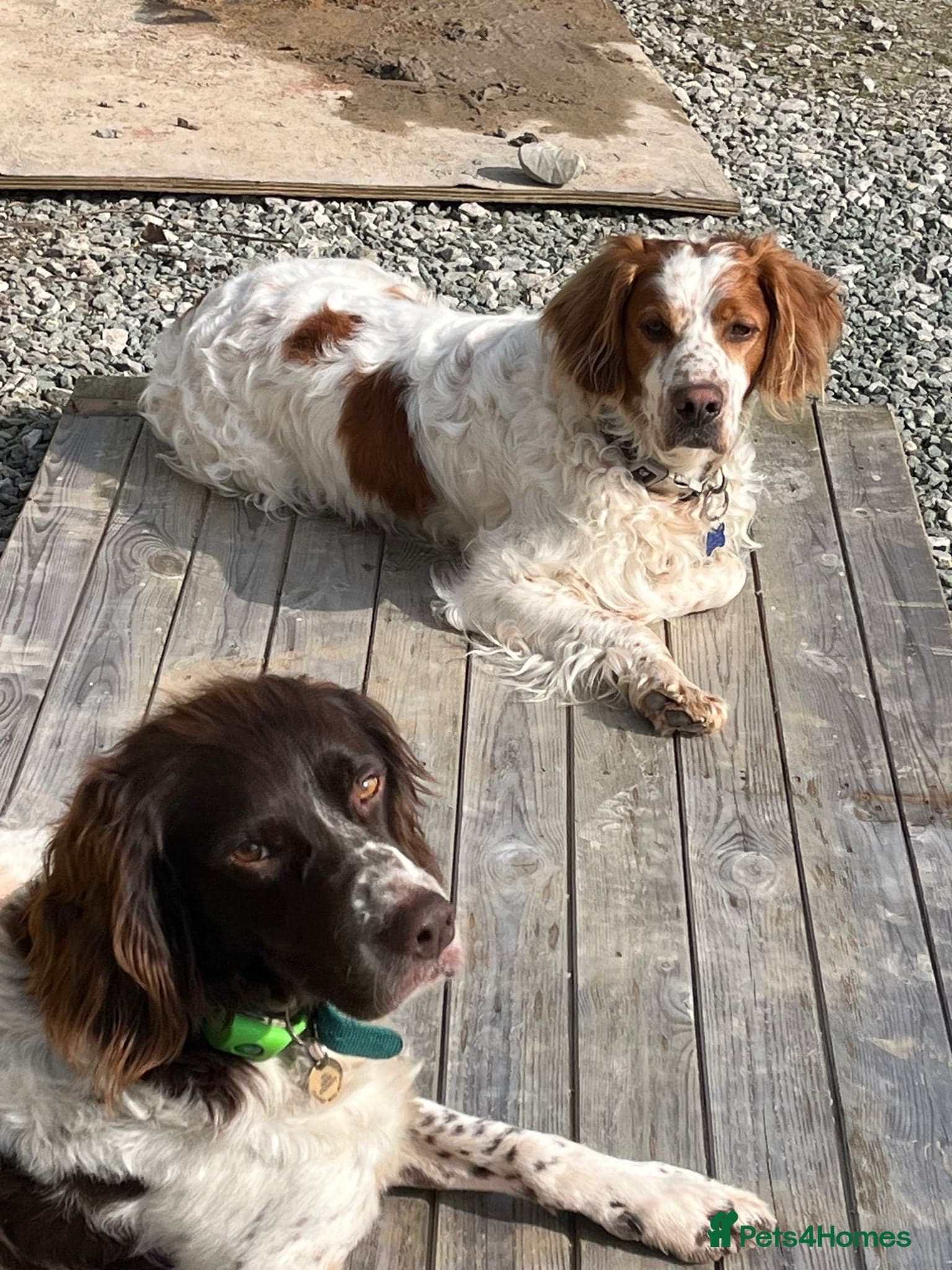 Ronnie, 3-year old Brittany male photo 11