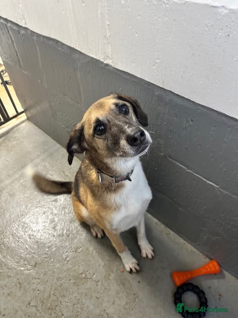 Meet Erol, currently residing in Surrey photo 3