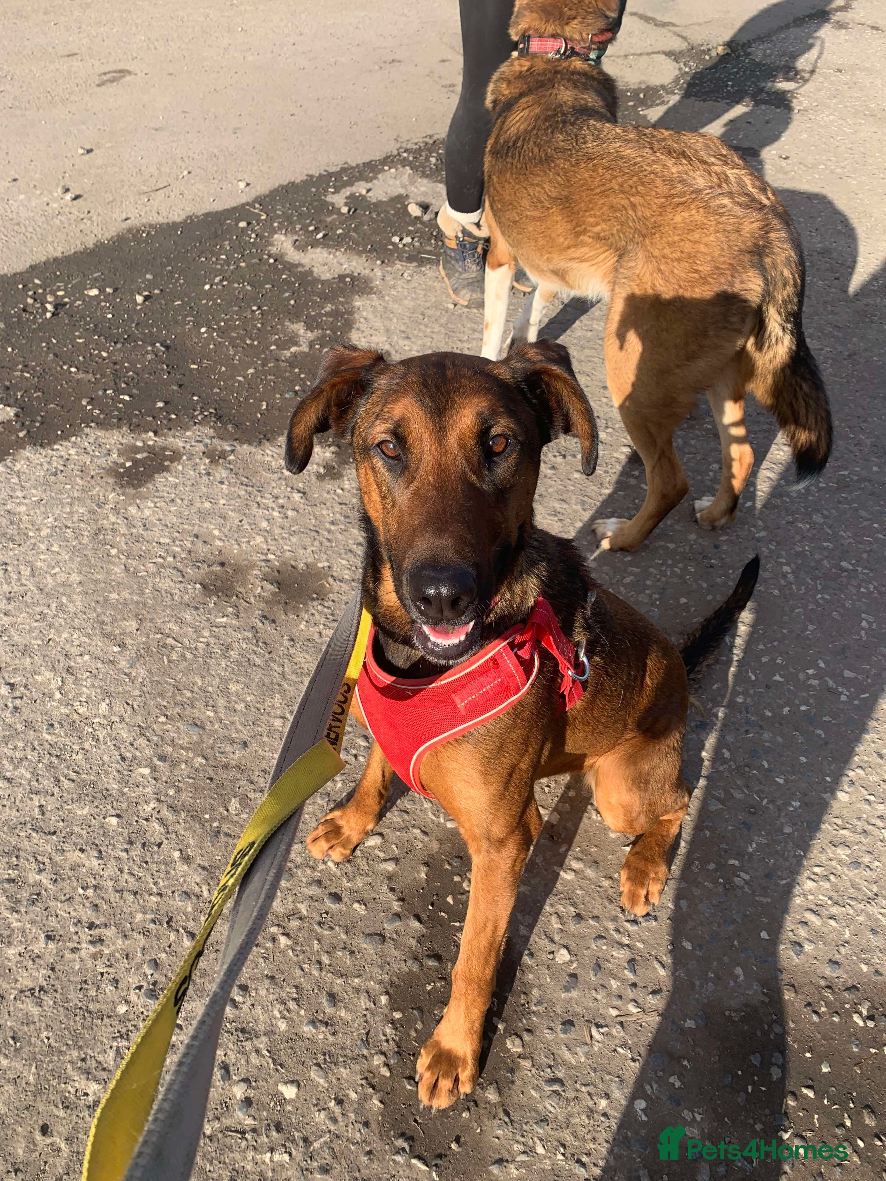 Meet Carrie,currently residing in Cheshire photo 19