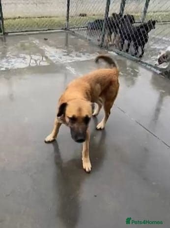 Captain, 10 yrs old. photo 2