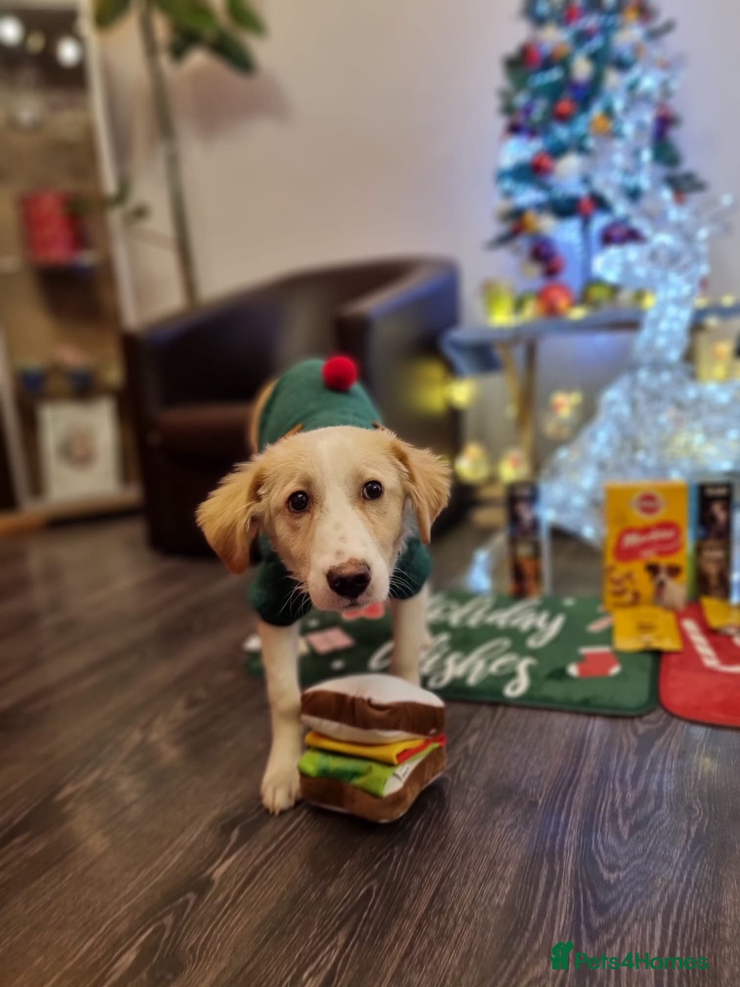 Sweet Little OLAF photo 12