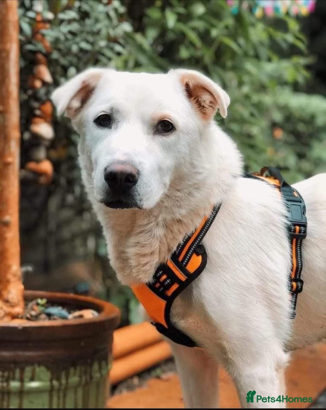 Meet Biscuit, currently residing in Hampshire photo 10