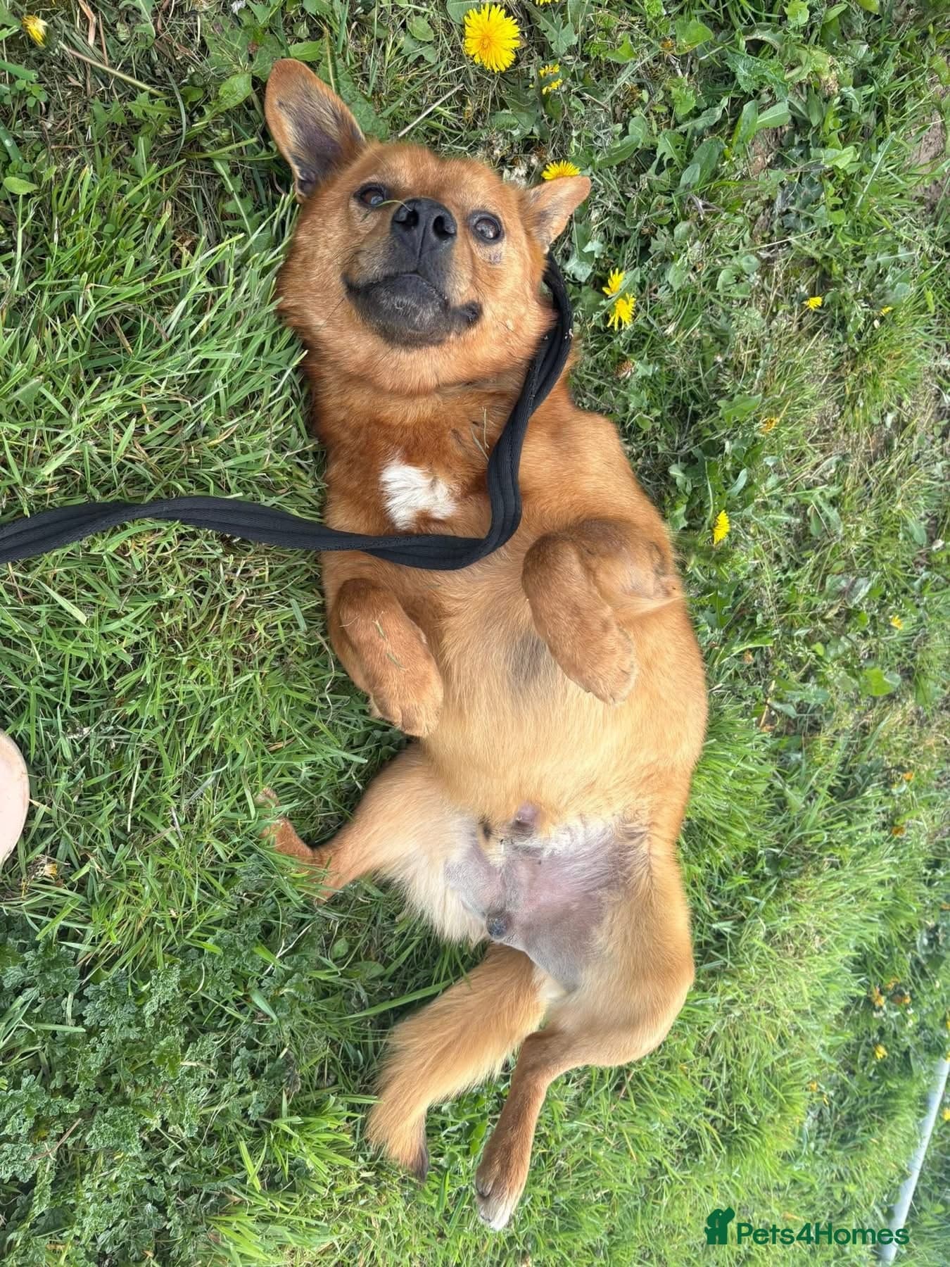 Eli - Norwich Norfolk photo 5