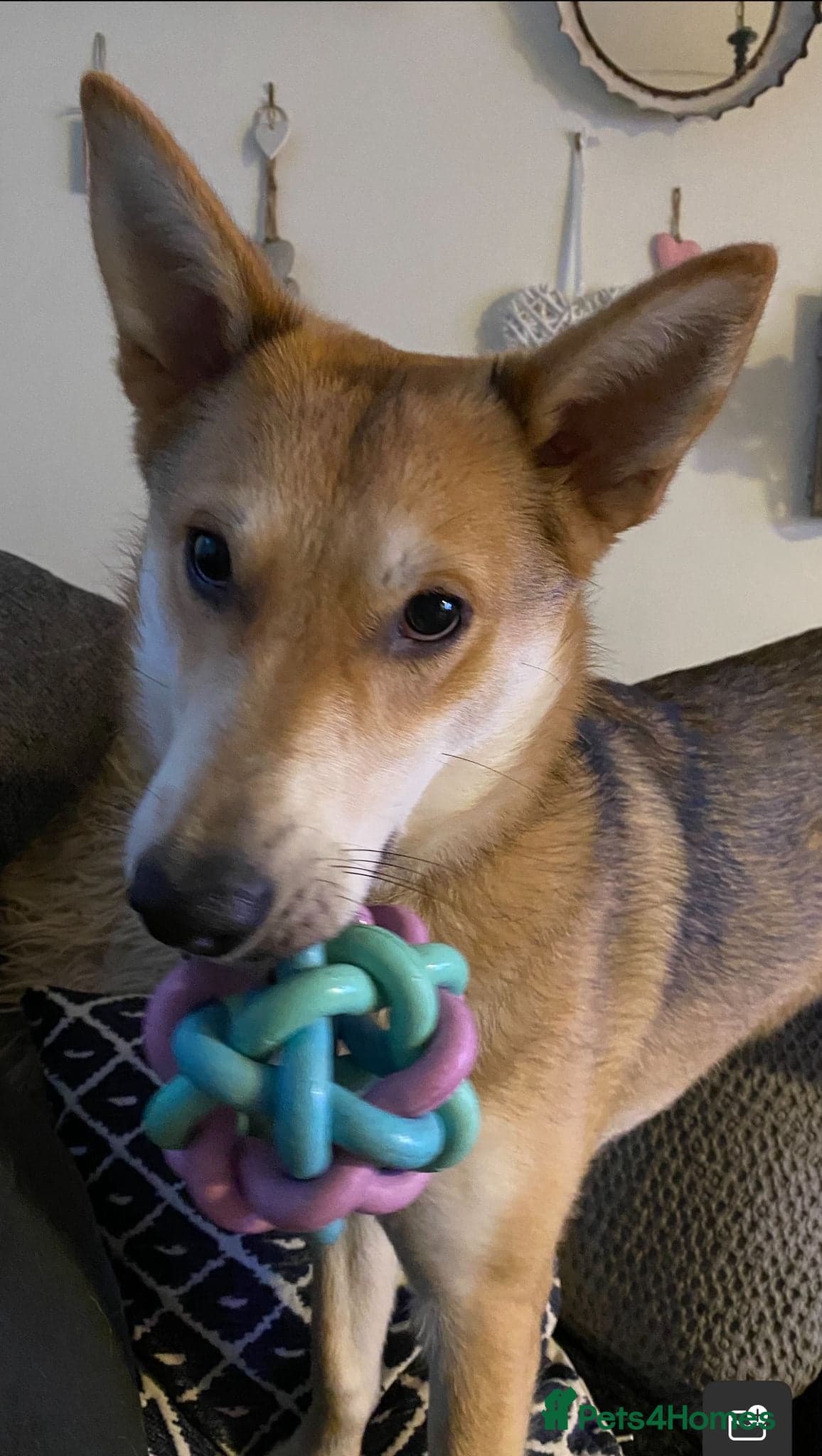 Handsome Rom photo 5