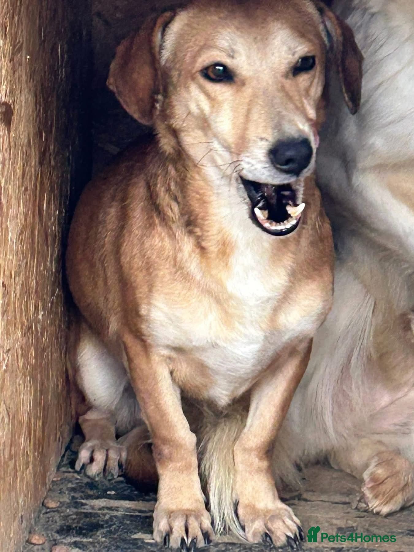 Mavis - Norwich Norfolk photo 7