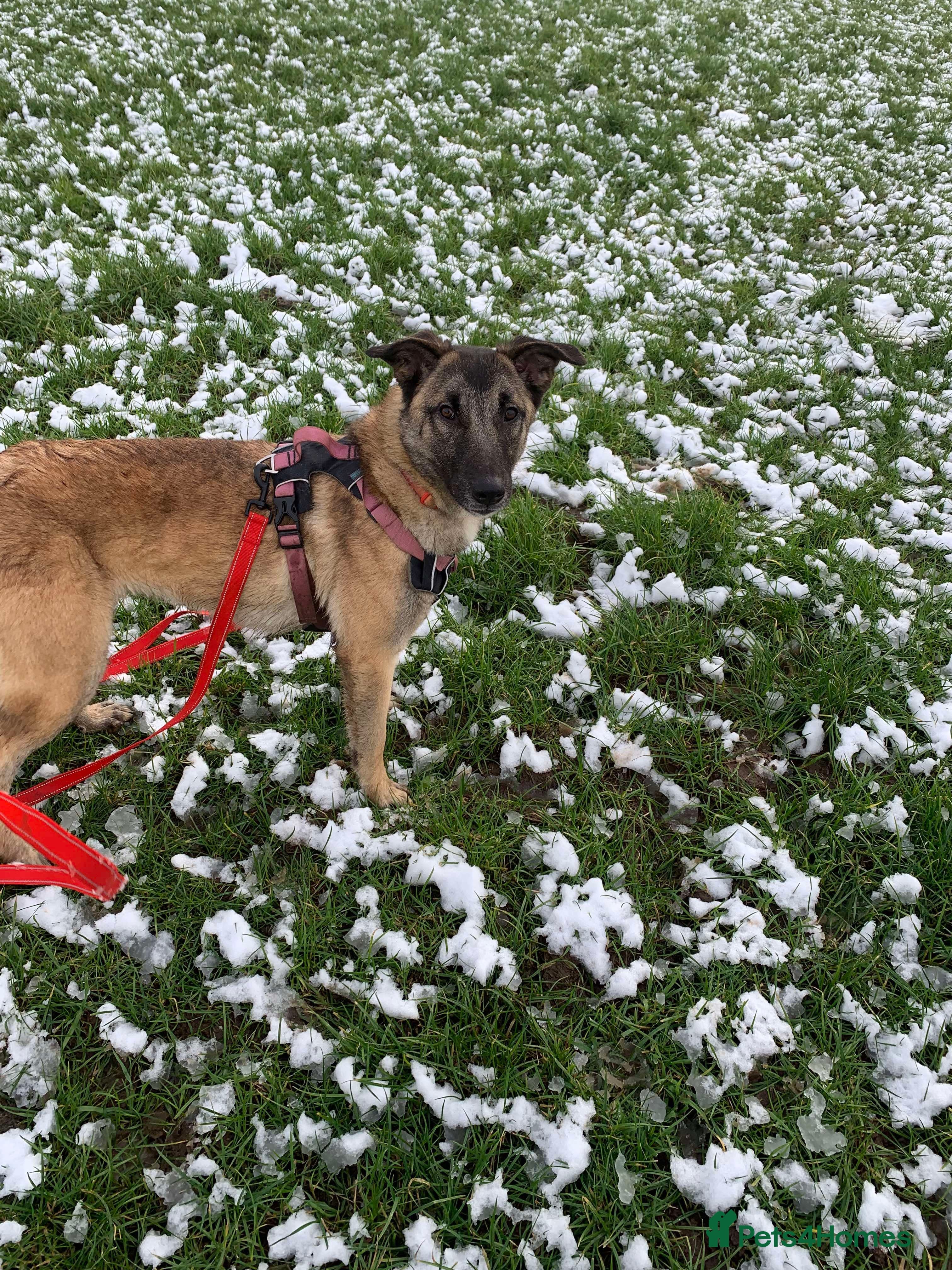 Meet Vera, currently residing in Cheshire photo 3