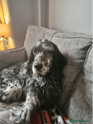 Evo — English Setter