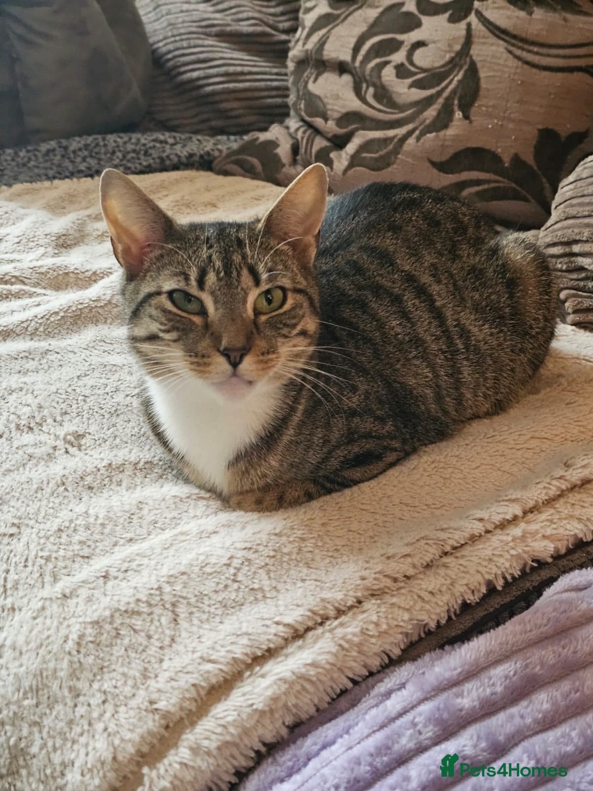 yr old Rescue Cat photo 2