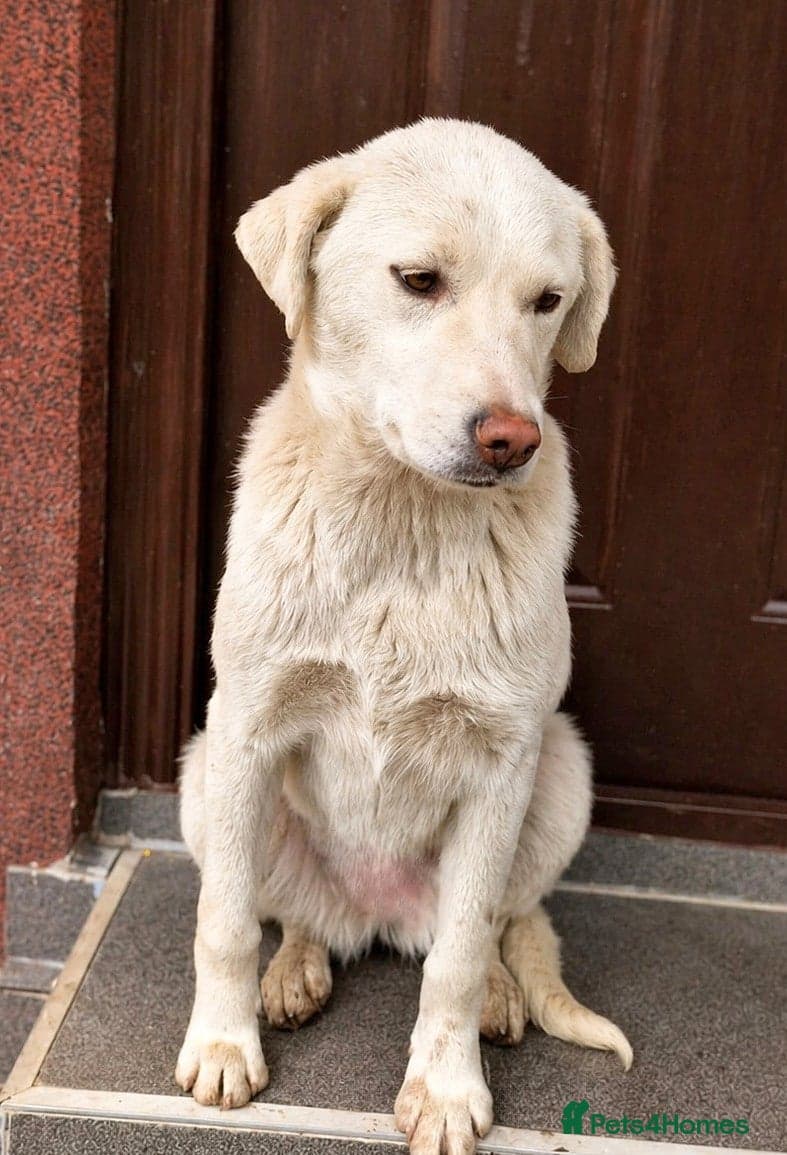 Happy — Mixed Breed