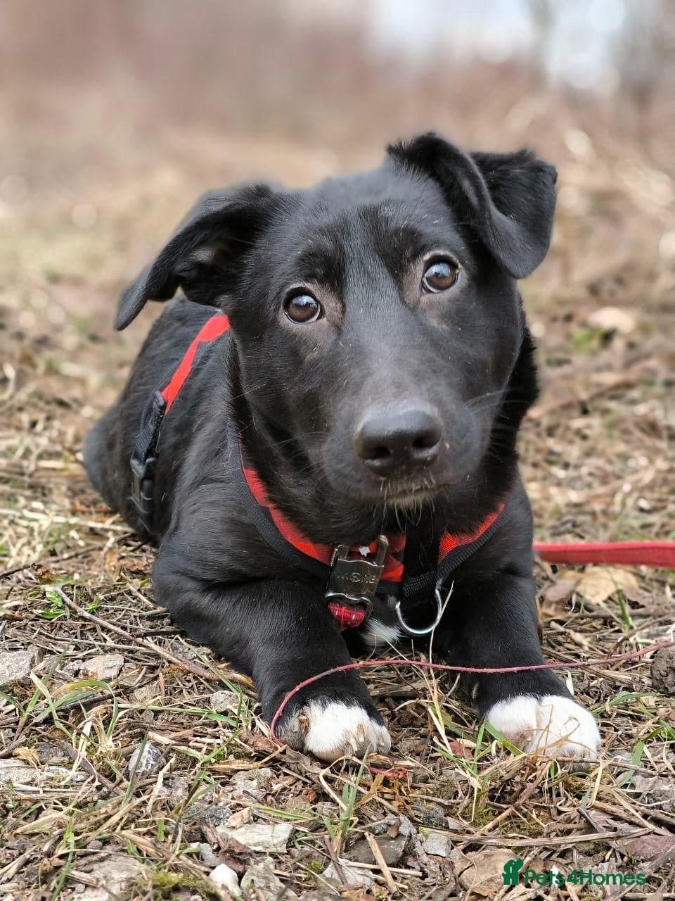 οΈπΆ masha photo 11