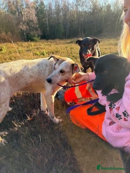 Trinity - Norwich Norfolk photo 9