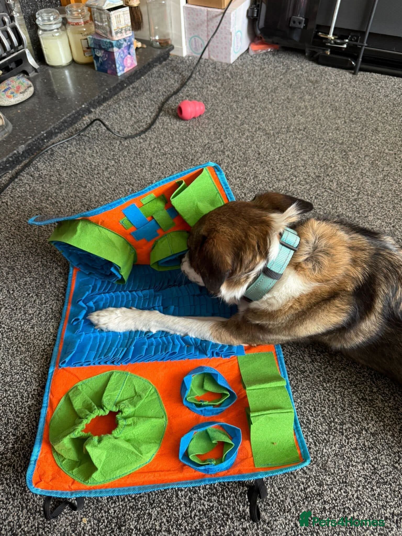 Meet Bella, currently residing in Merseyside photo 14