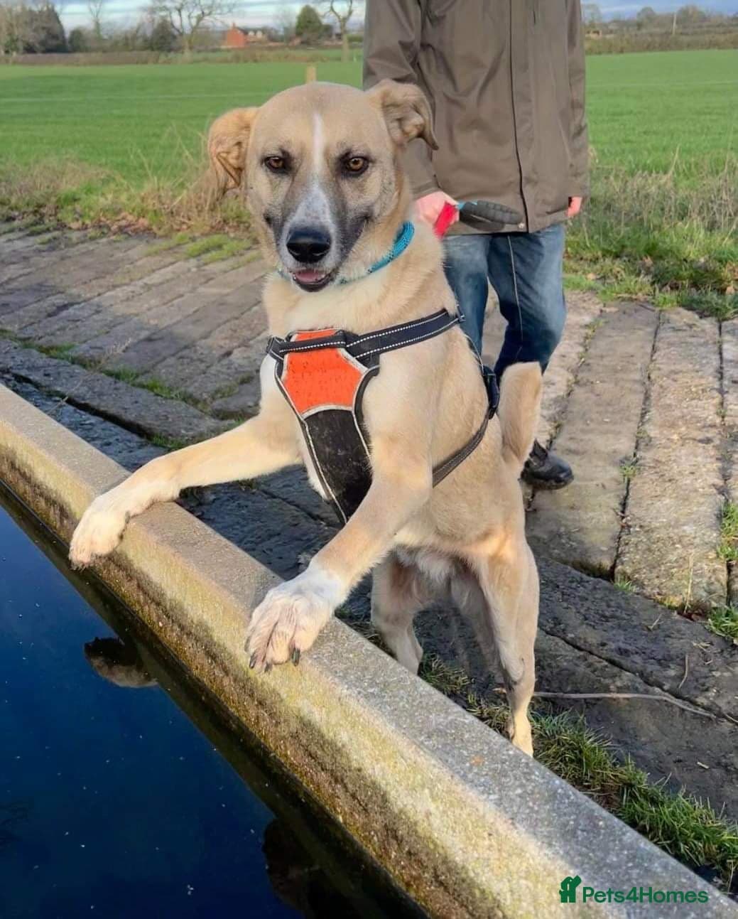 Meet Ruma, currently residing in Cheshire photo 4