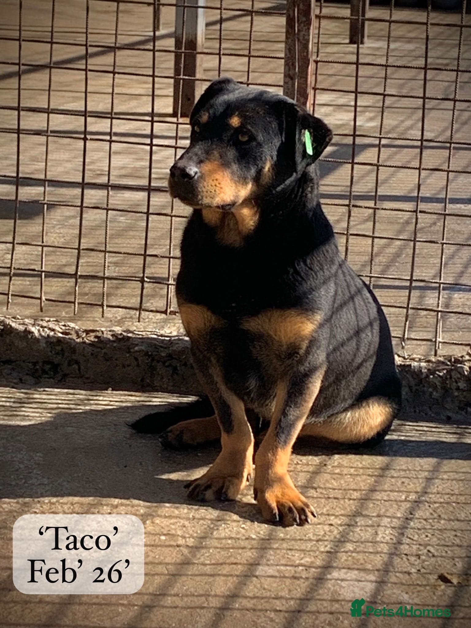 Taco, 10-12 months old. photo 22