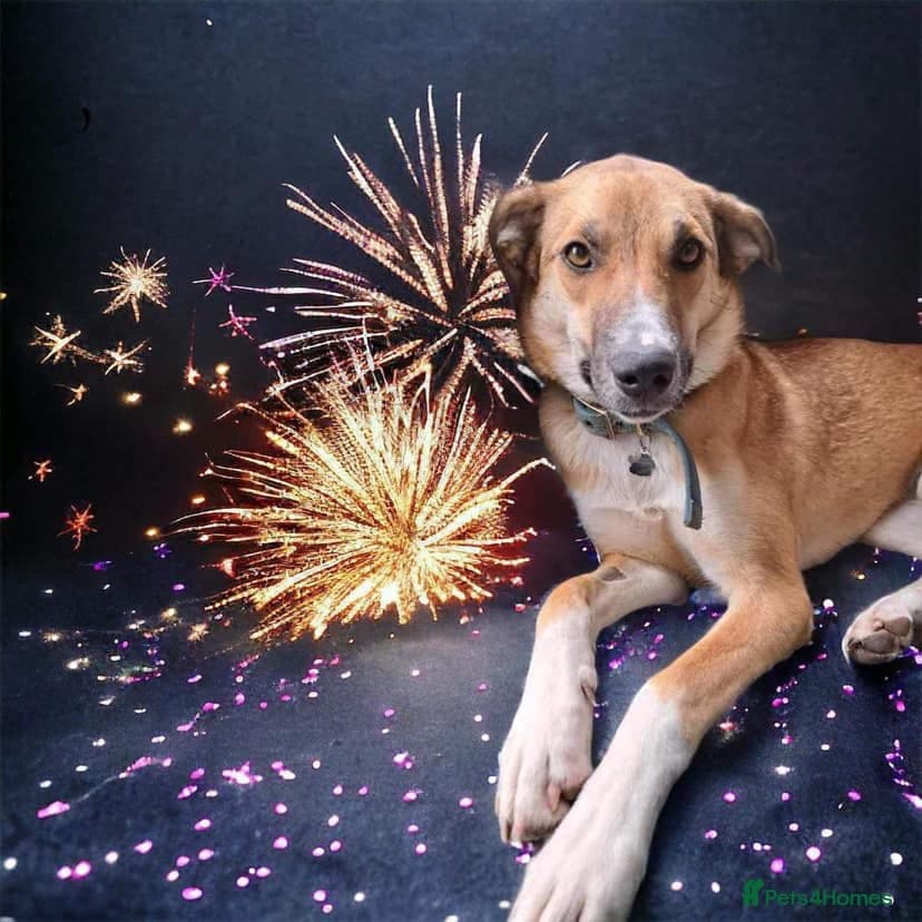 Sara - Norwich Norfolk photo 20