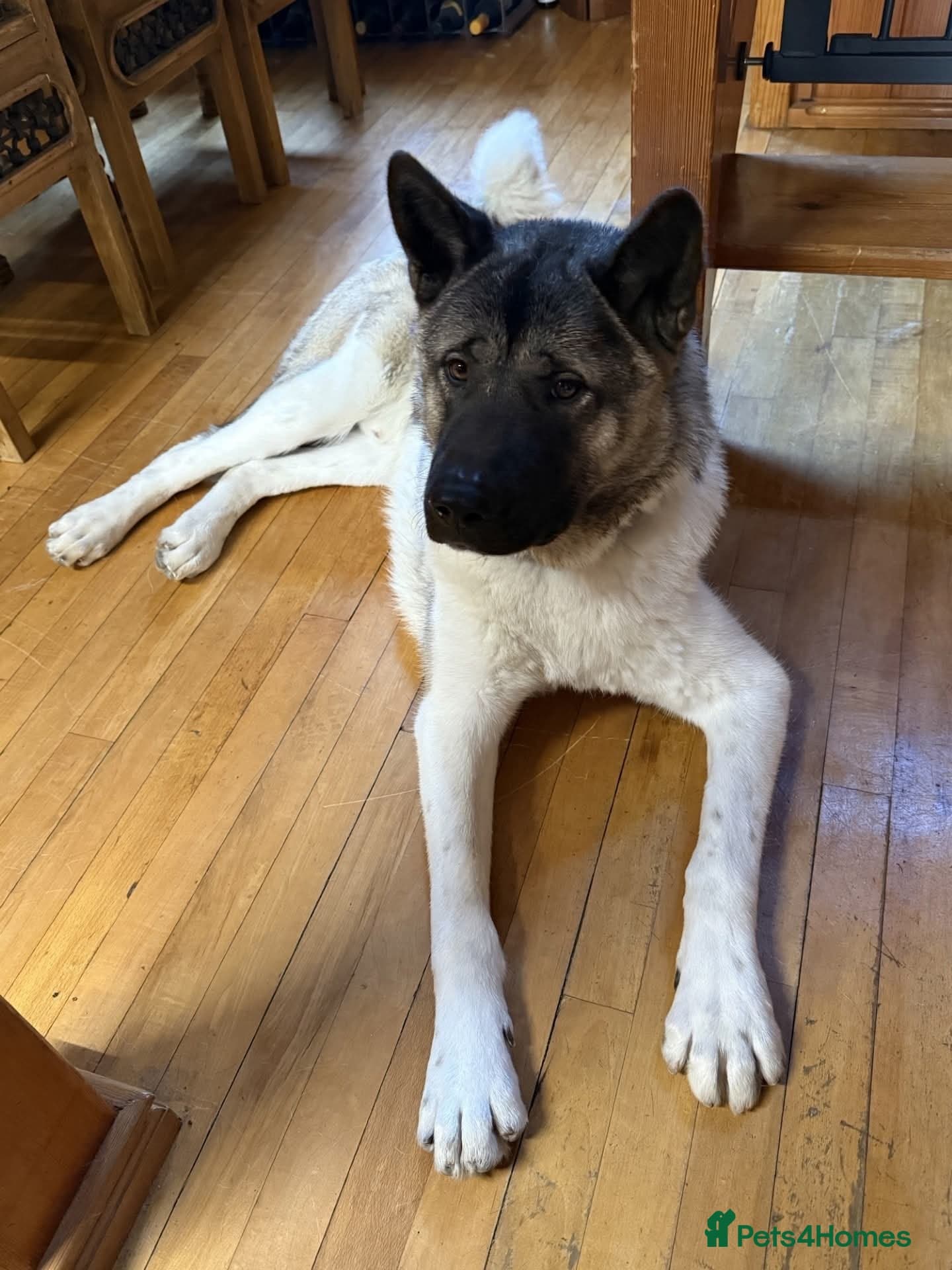 Marley — Akita