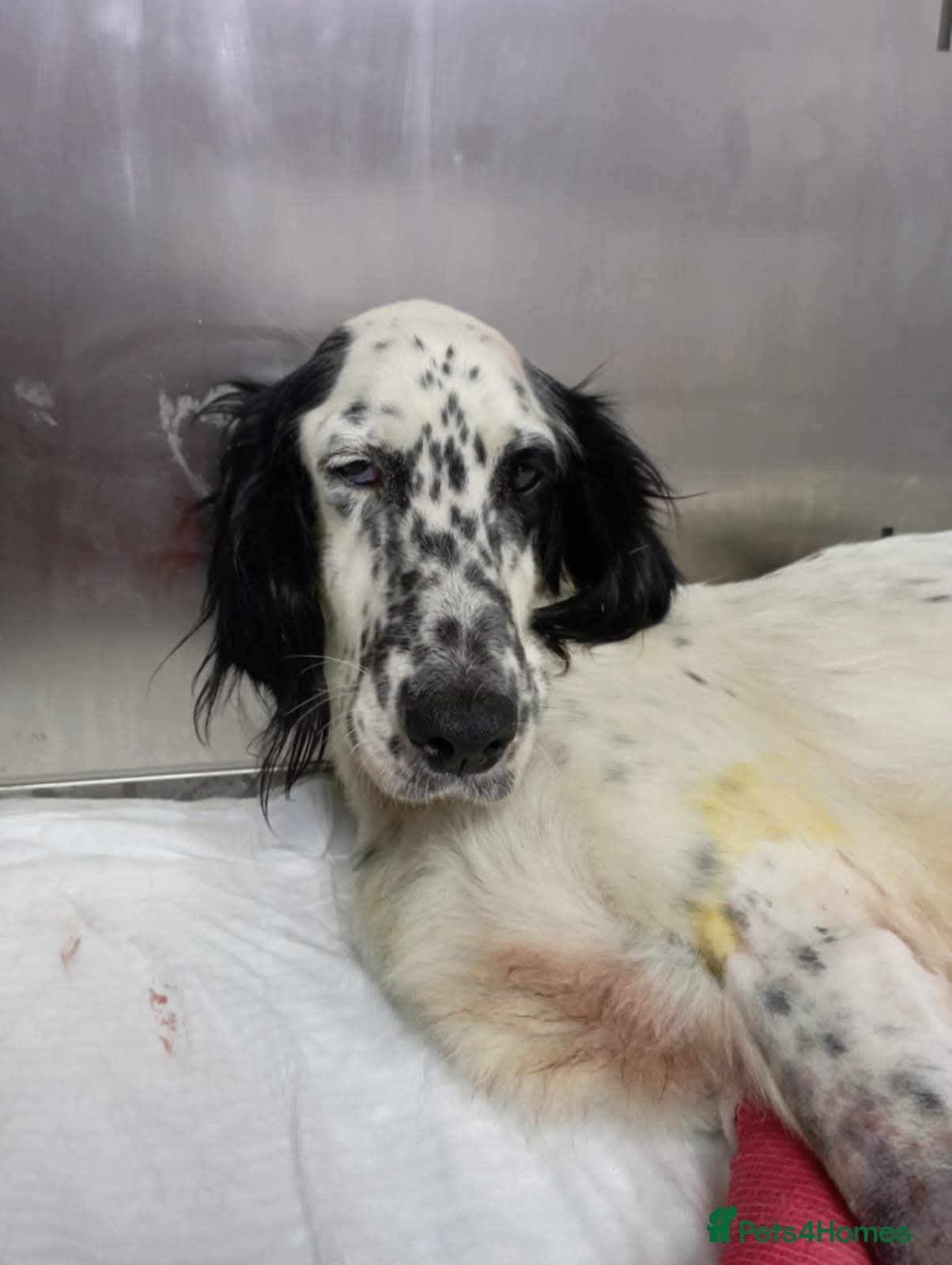 10 — English Setter
