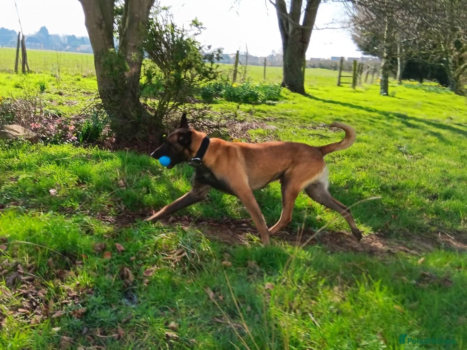 JAKE - Malinois photo 3