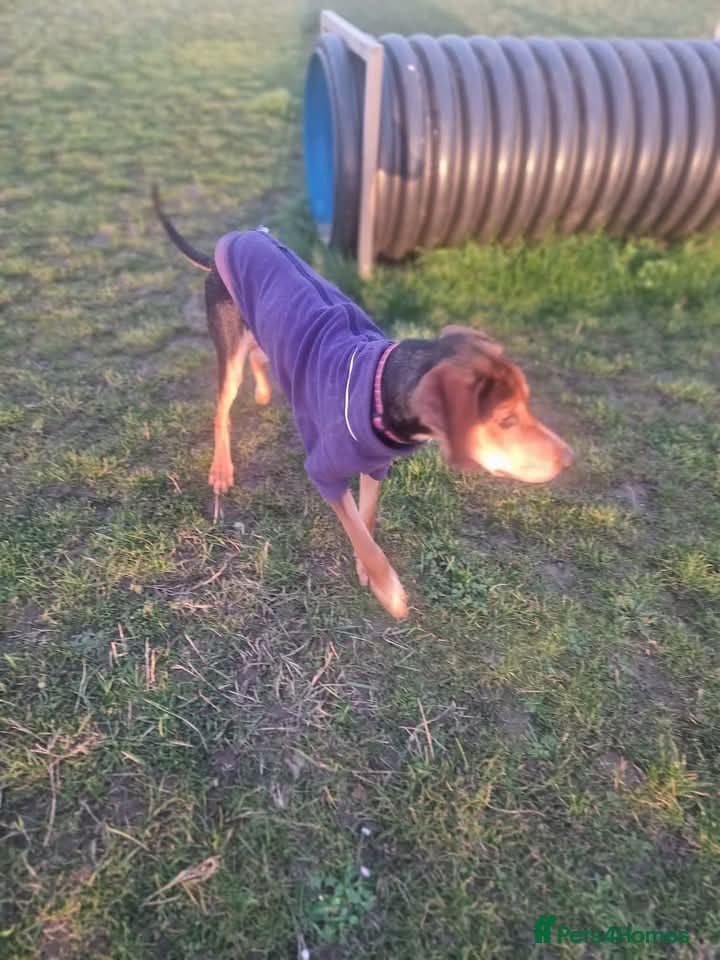 Asterios (aka Terry) photo 5