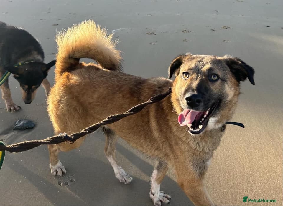 Levi - Norwich Norfolk photo 9