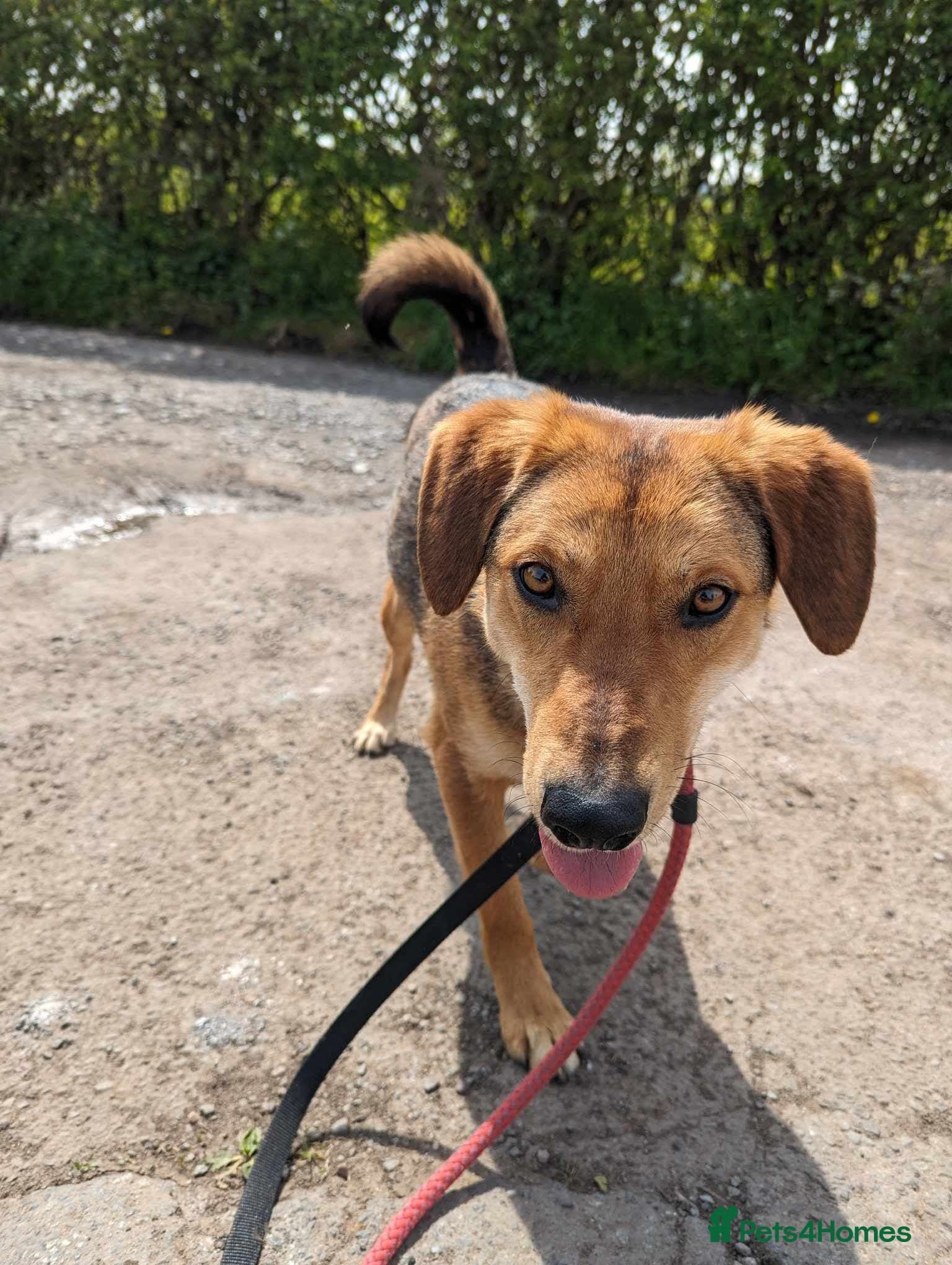 Meet Shiloh, currently residing in Cheshire photo 16