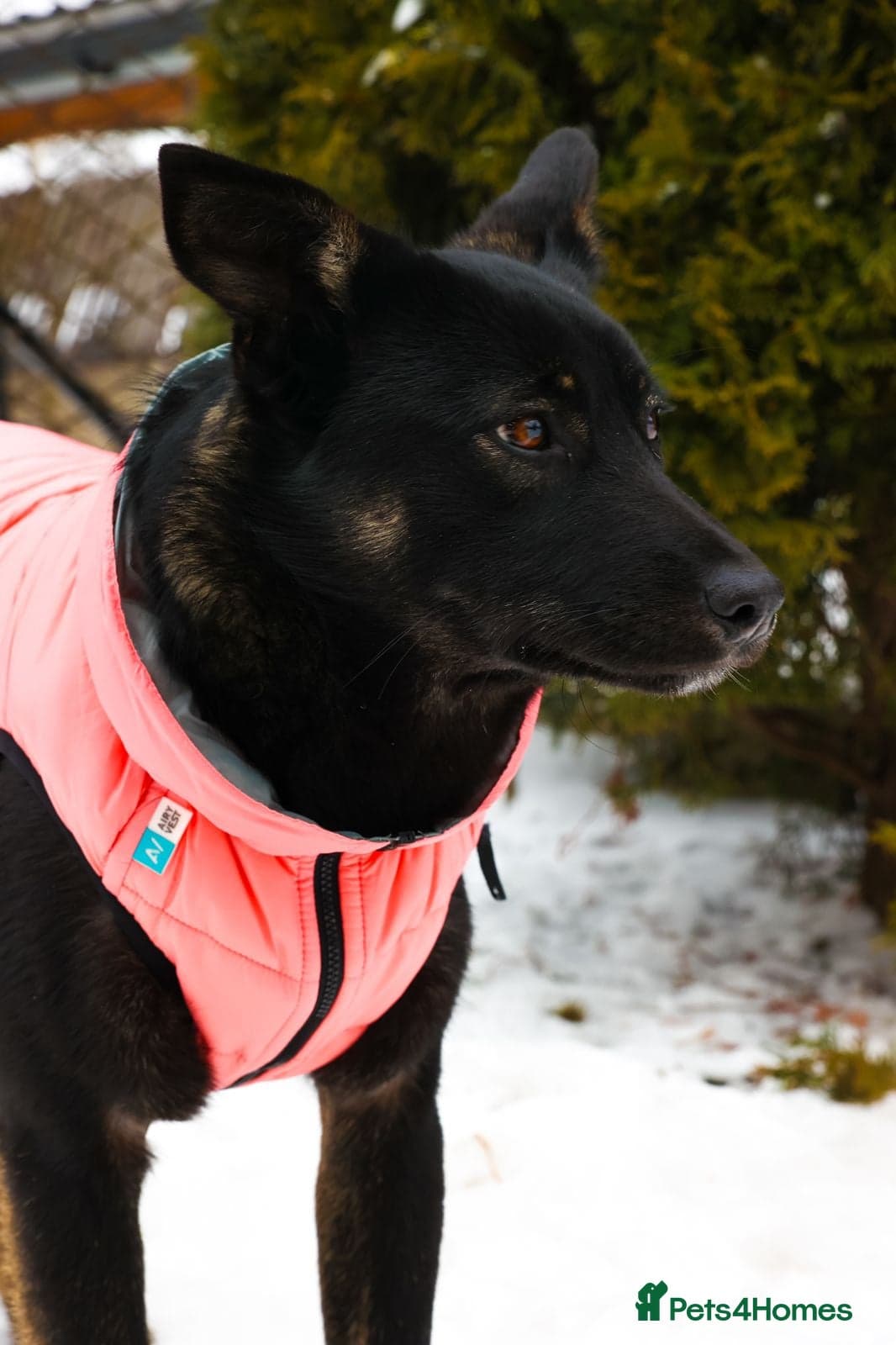 ️ADELE❤️11-month lower-medium soft natured girl photo 10