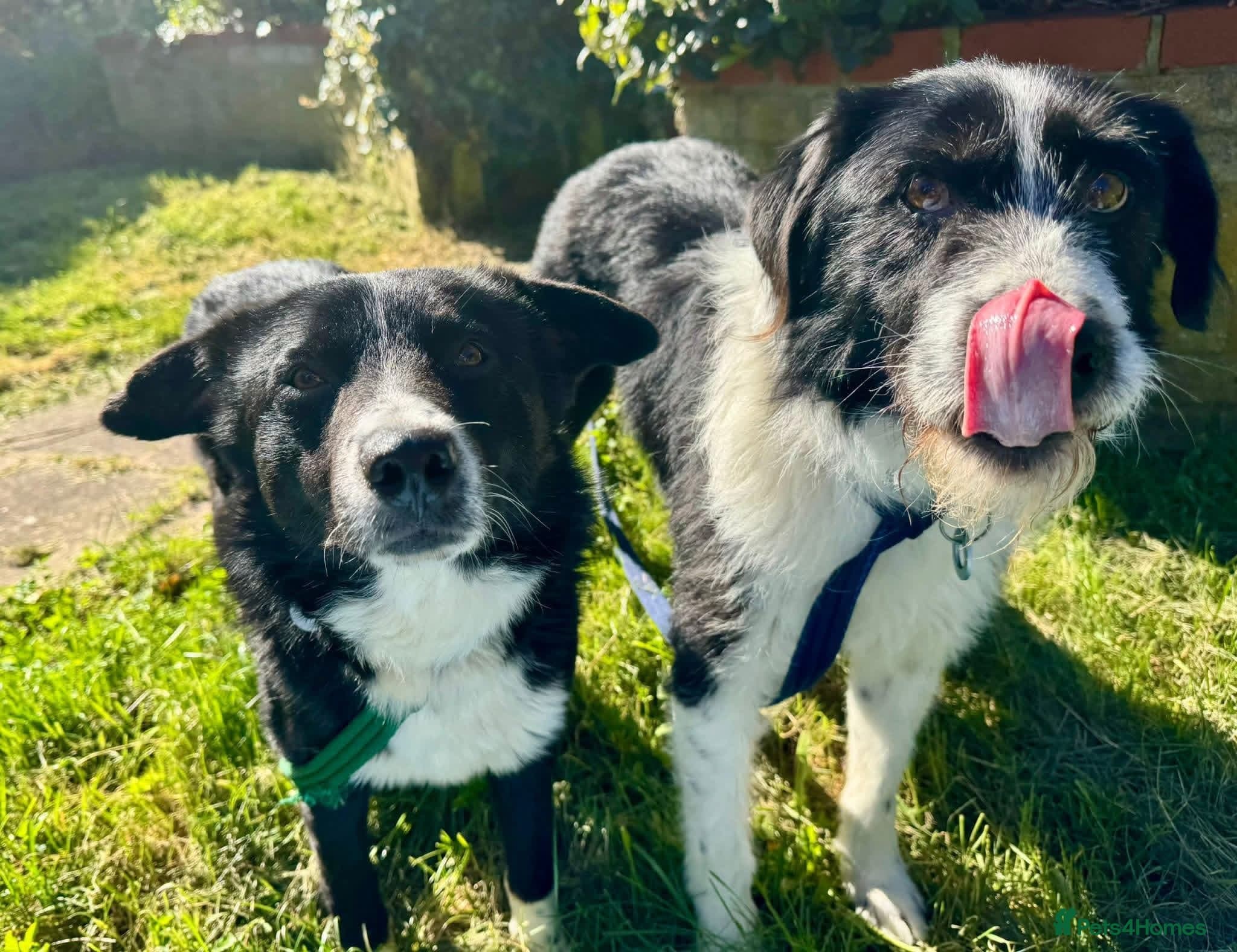 Tommy - long stratton Norfolk photo 6