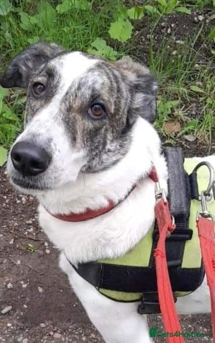 Oscar — Mixed Breed