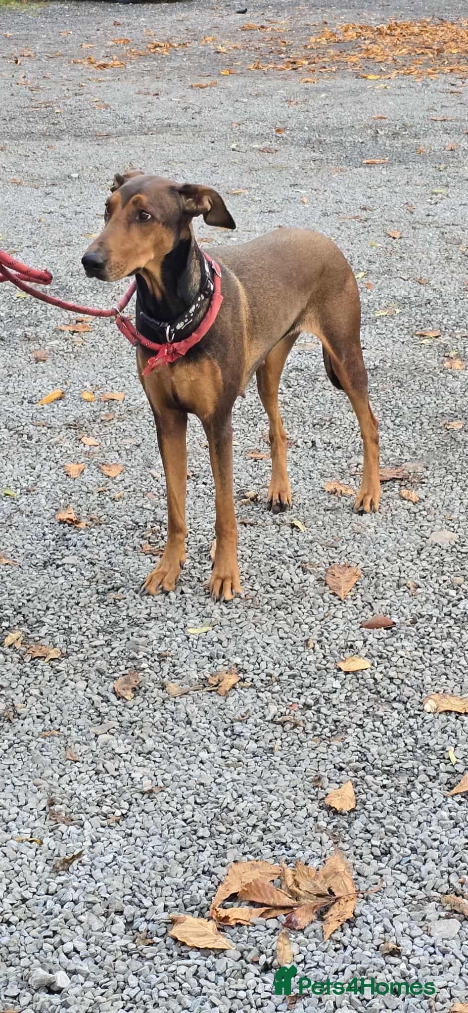 BONNIE π Playful, Loving Girl photo 18