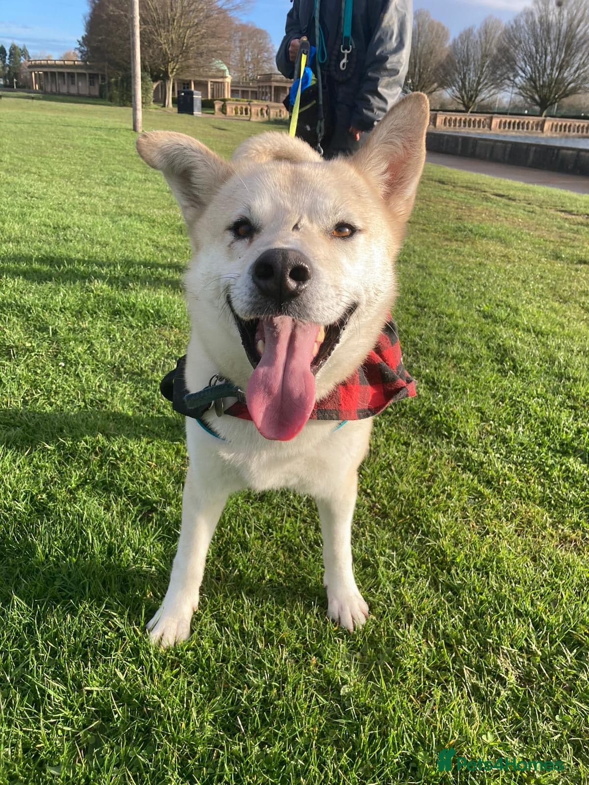 Handsome Fivos Huskey X Shepherd photo 21