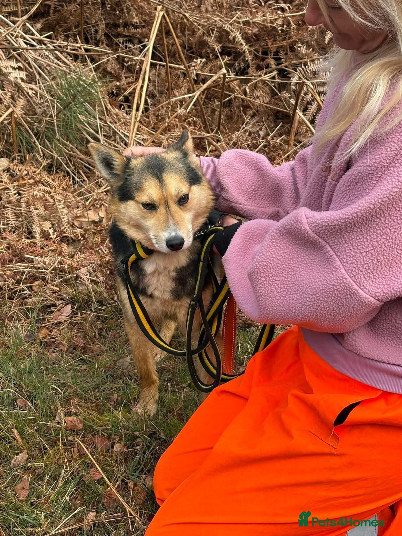 Bowie - Norwich Norfolk photo 12