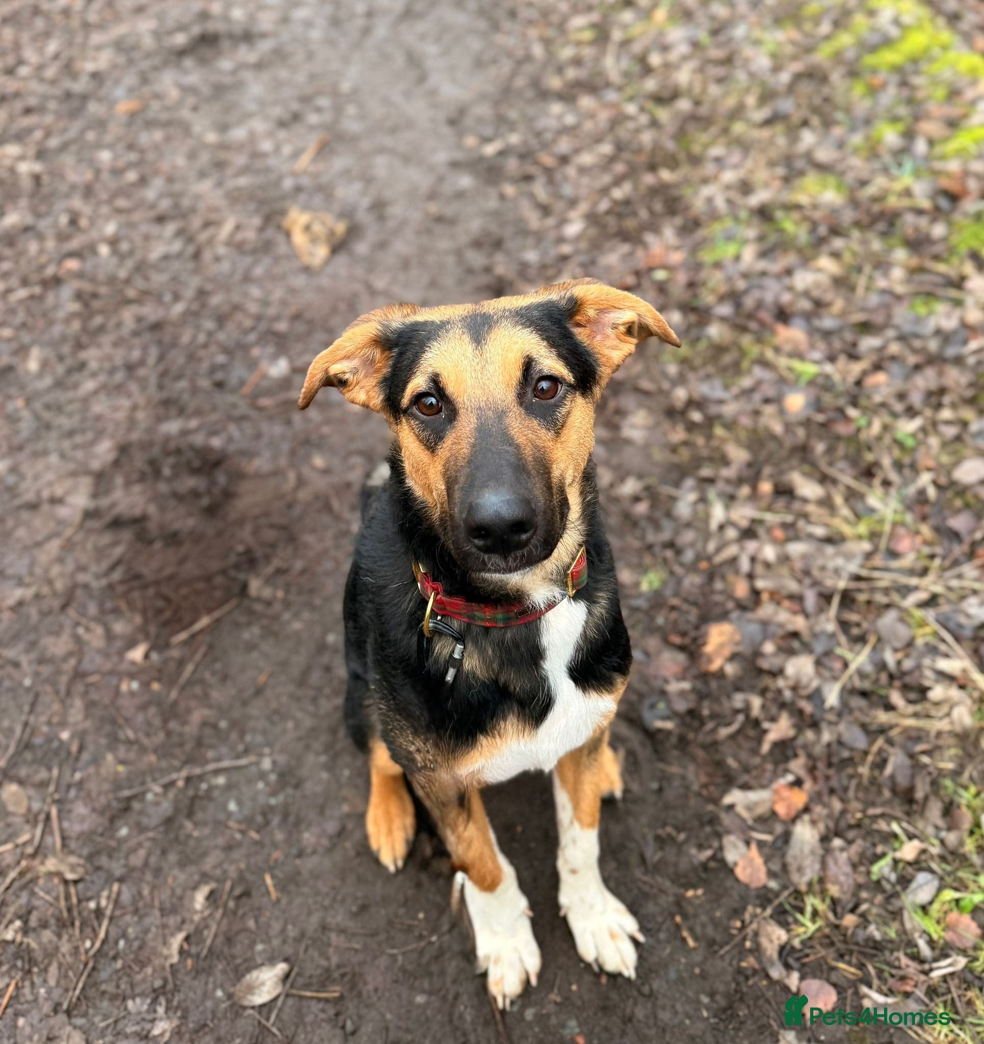 LOOK AT HIM:💙BRUNO💙Someone's best ever friend photo 2