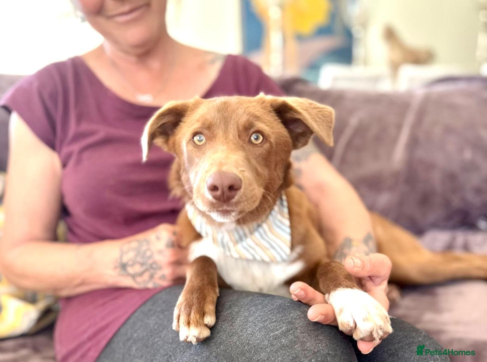 Mocha - everyone loves this lad photo 10