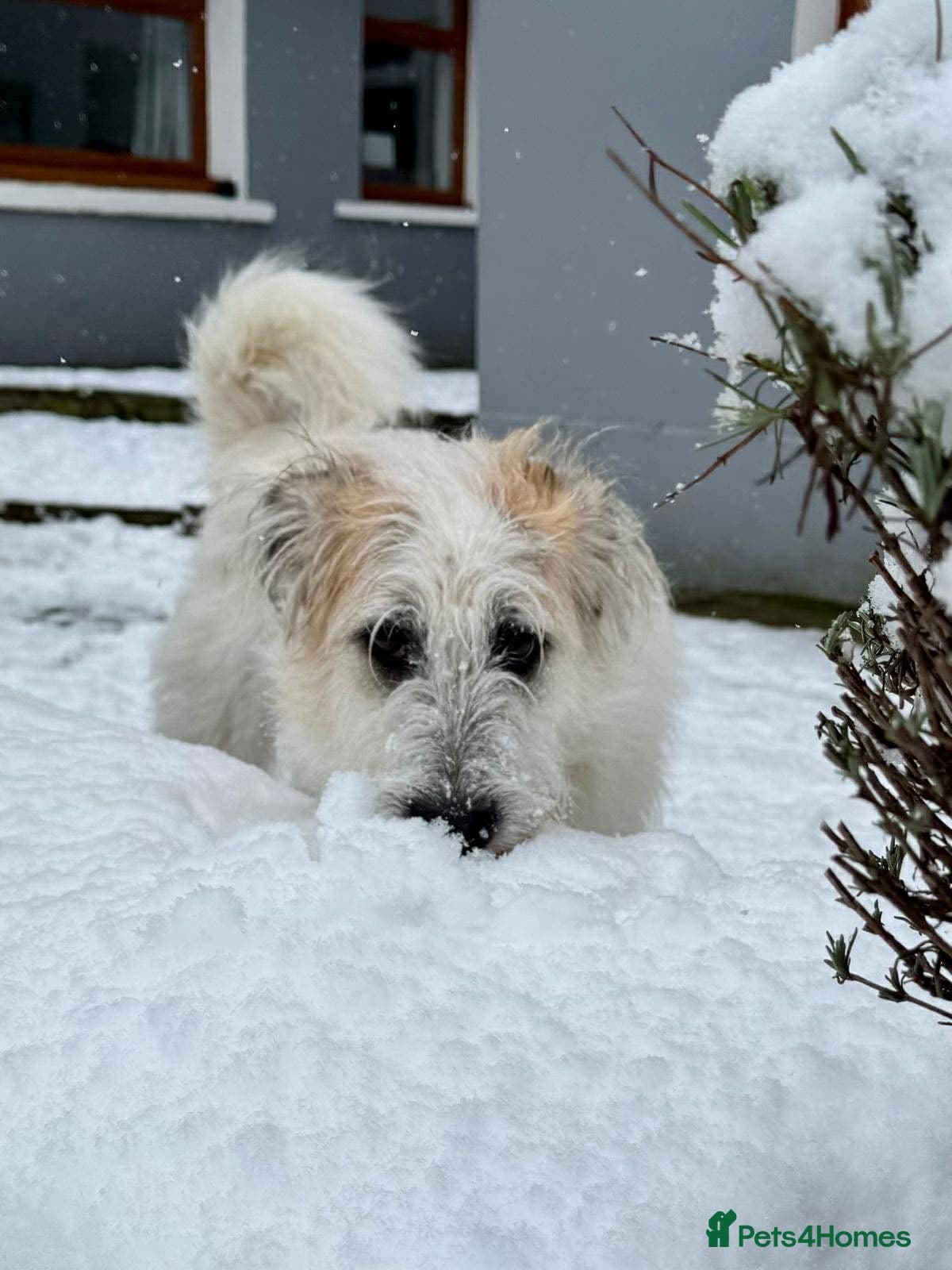 KALLIE- 18 months, loves dogs/playful/active/rural photo 14