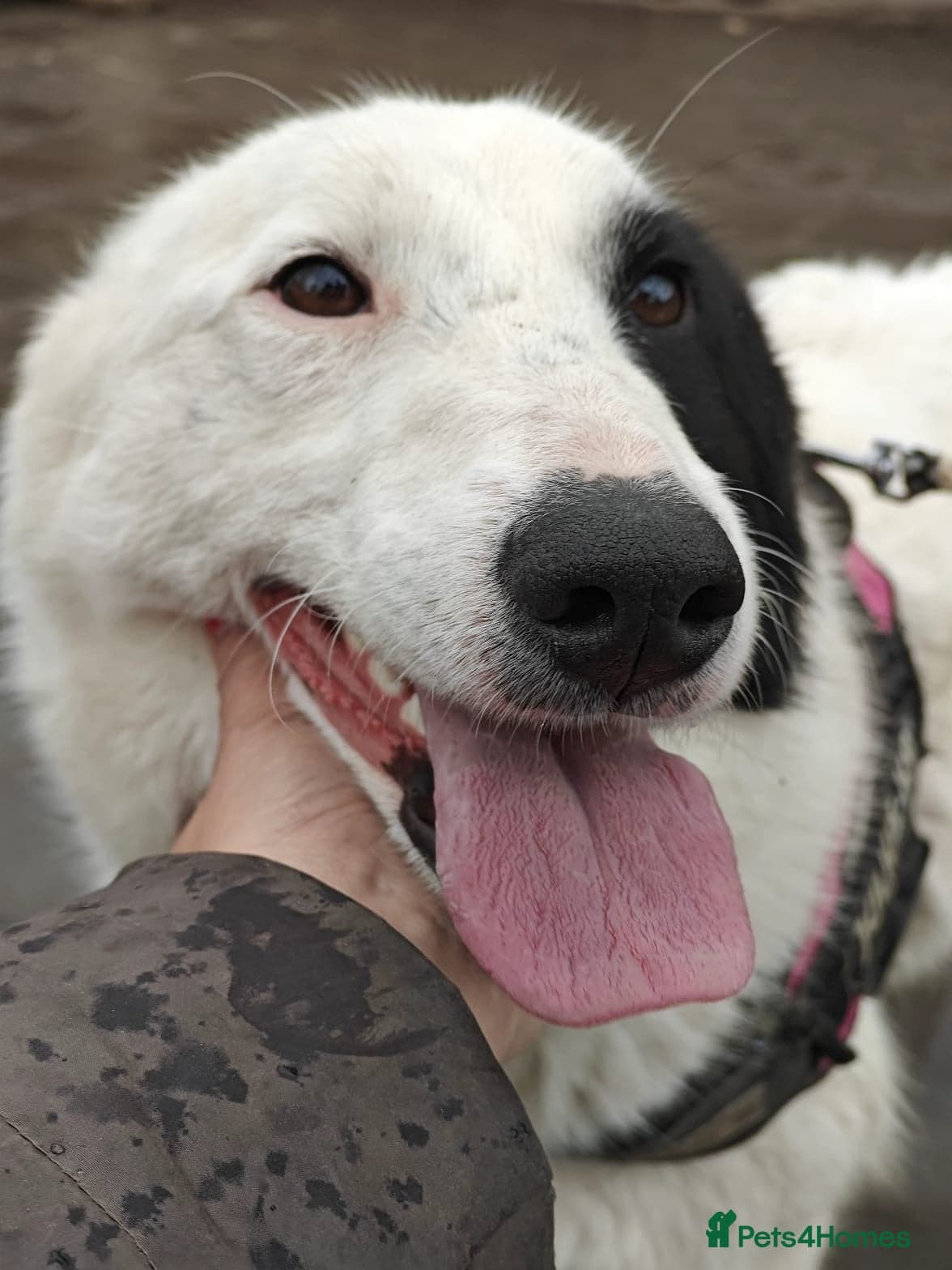 οΈπΆ suzy photo 6