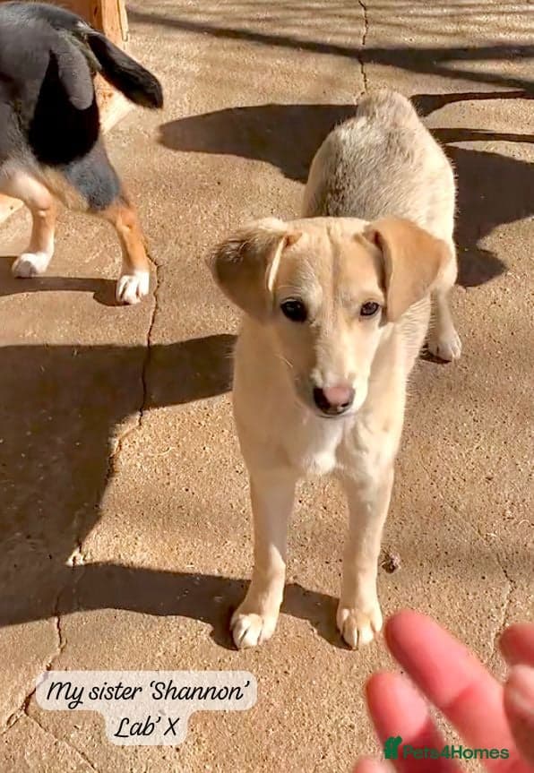 Shauna, 6 months approx. photo 11