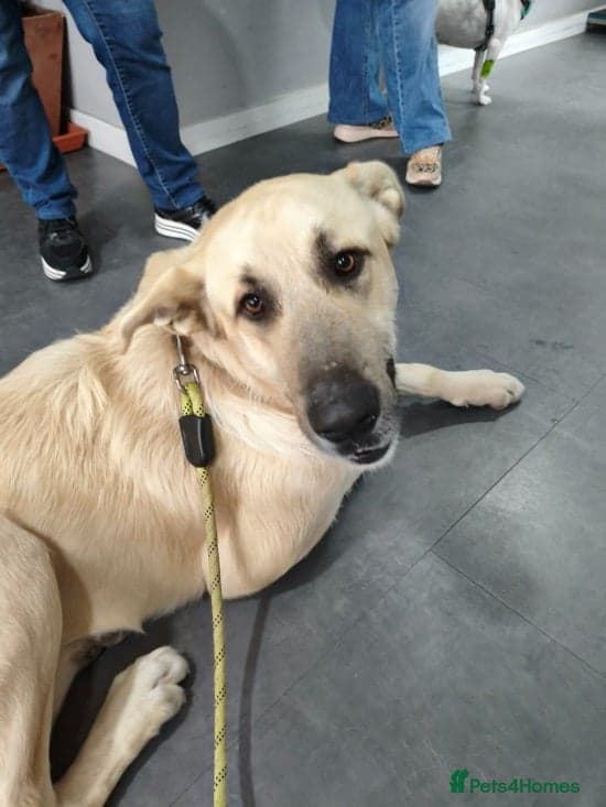 Youthful gentle Balto (Newquay Cornwall) — Mixed Breed