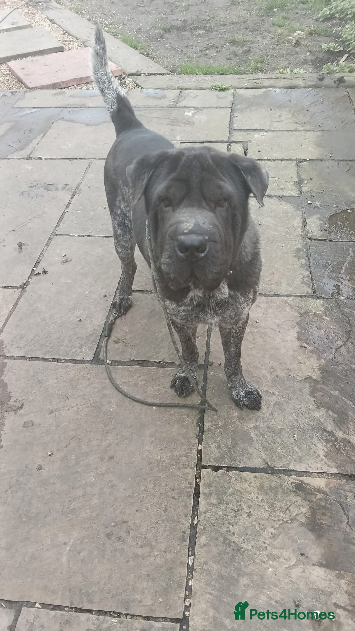Teddy, sharpei cross, photo 6