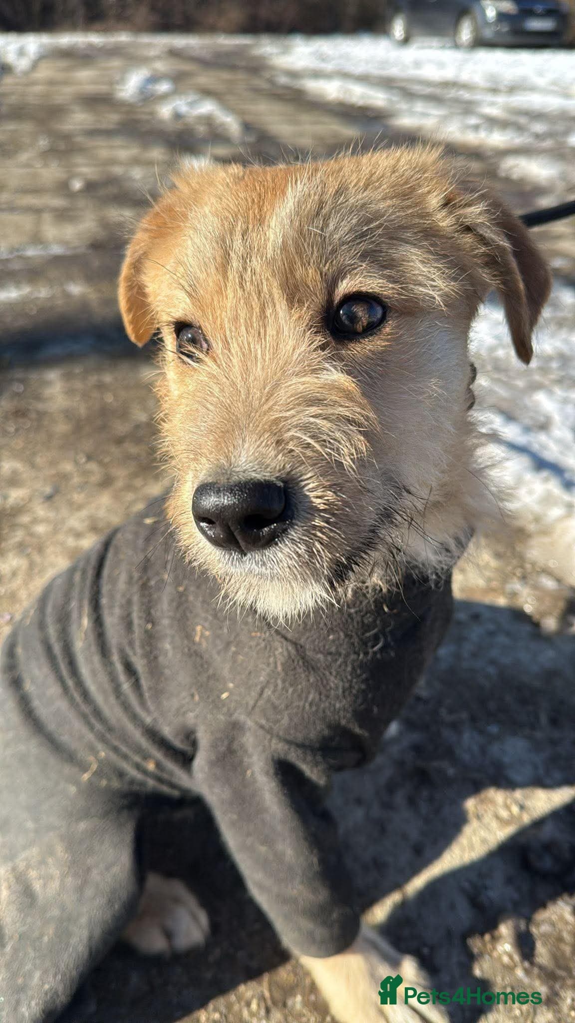 Meet Toby, currently residing in Essex — Mixed Breed