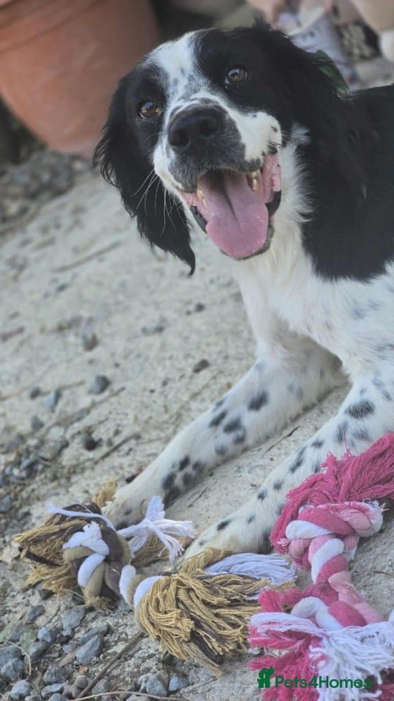 Connor our playful, happy Spaniel mix! photo 5