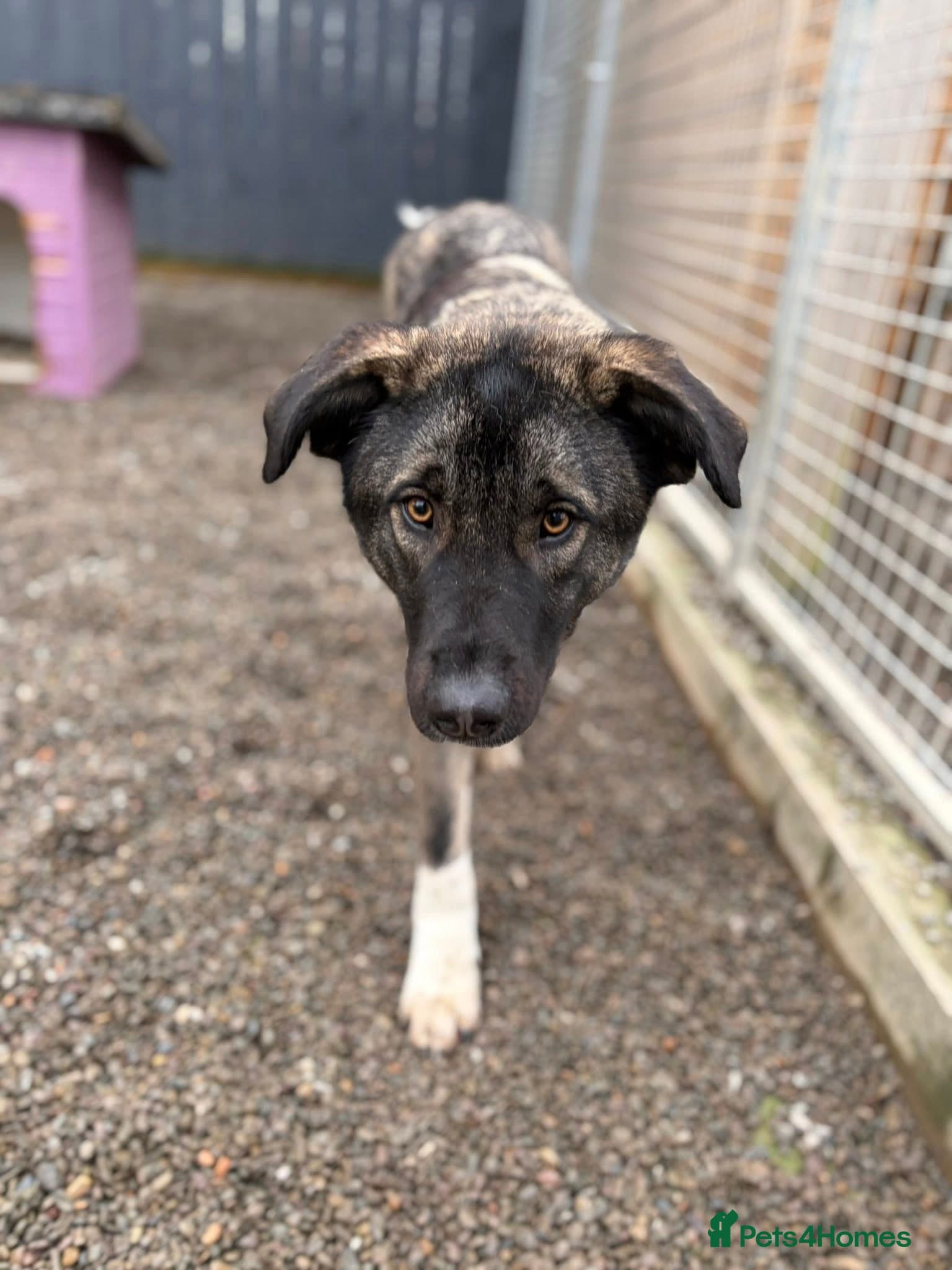 Skye - In Ayr photo 9