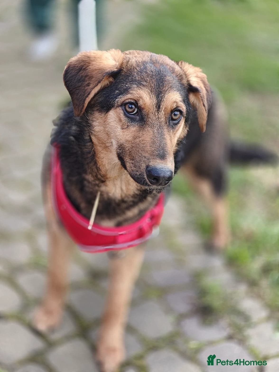 οΈπΆ yasia photo 5